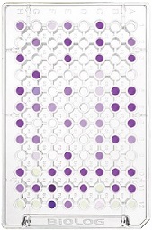 AN MicroPlate™ (GEN II anaerobibakteereille)