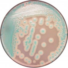 CHROMagar™ Bacillus cereus