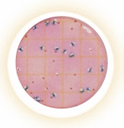 3M™ Petrifilm™ E. coli/Coliform Count Plates (2x25)