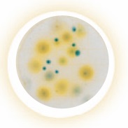 3M™ Petrifilm™ Yeast and Mould Count Plates (2x50)