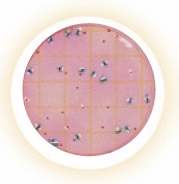Petrifilm™ E. coli/Coliform Count Plates (20x25)