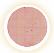 3M™ Petrifilm™ Coliform Count Plates (40x25)
