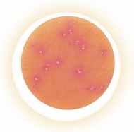 Petrifilm™ High-Sensitivity Coliform Count Plates (20x25