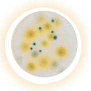 Petrifilm™ Yeast and Mould Count Plates (20x50)