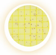 Petrifilm™ Environmental Listeria (2x25)