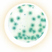 3M™ Petrifilm™ Rapid Yeast and Mould Count Plates (2x25)
