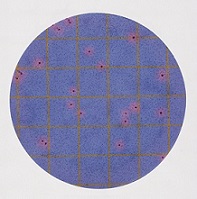 3M™ Petrifilm™ Staph Express Disc  (1x20)