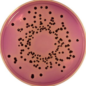 M.L.C.B. Agar  (Salmonella)