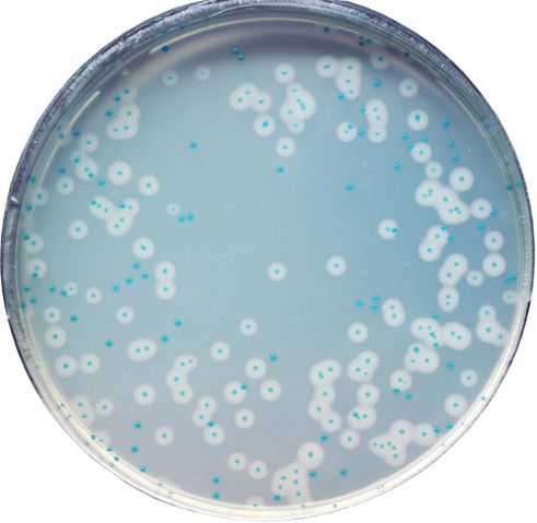 CHROMagar™ Listeria