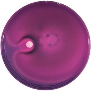 Diagnostic Semi Solid Salmonella Agar (Diassalm)